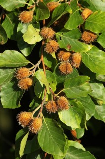 European beech (Fagus sylvatica) beechnuts, ripe fruit on branch, Allgäu, Bavaria, Germany, Allgäu,