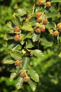 European beech (Fagus sylvatica) beechnuts, ripe fruit on branch, Allgäu, Bavaria, Germany, Allgäu,