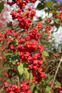 Common spindle bush (Euonymus europaeus) better known as peacock, ripe fruit on the bush, Allgäu,