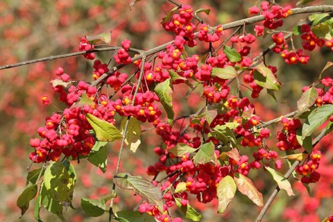 Common spindle bush (Euonymus europaeus) better known as peacock, ripe fruit on the bush, Allgäu,