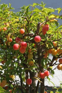 Plum tree (Prunus domesticus) potted plant in the garden, red, ripe fruit, Allgäu, Bavaria,