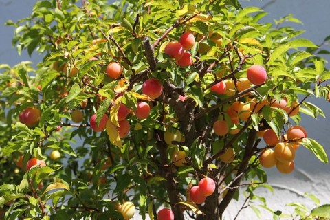 Plum tree (Prunus domesticus) potted plant in the garden, red, ripe fruit, Allgäu, Bavaria,