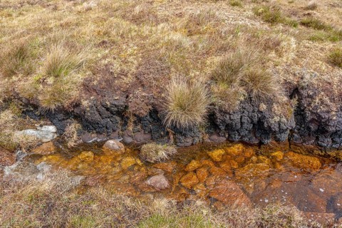 Wetland detail seen around Connemara, a region in western Ireland