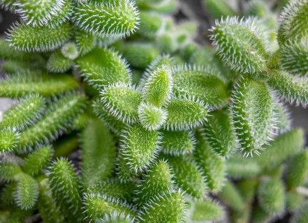 Closeup shot showing lots of green pickle plant leaves