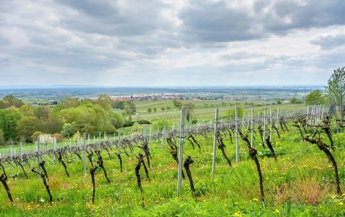 Scenery around Sankt Martin, a municipality in the Southern Wine Route area in Rhineland-Palatinate