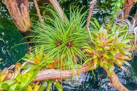 Vivid scenery including some bromeliad plants over water surface