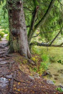 Waterside scenery around Gerardmer in France, a commune in the Vosges department in Grand Est in