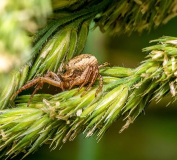 Macro shot of a crab spider lurking on grass ear