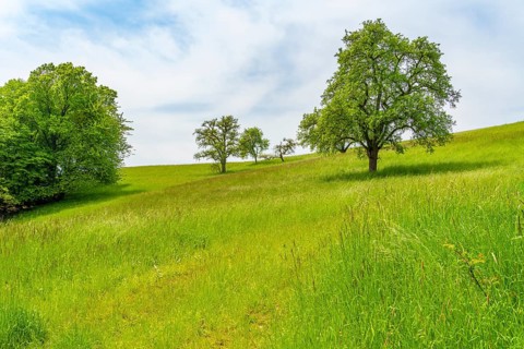 Idyllic rural scenery showing some fruit trees on a meadow in sunny ambiance at early summer time