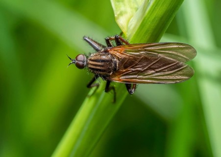 Diced Dance Fly on a grass stipe in green blurry natural ambiance