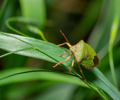 Green shield bug on a grass leaf in natural ambiance