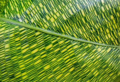 Closeup shot showing a green striped Calathea plant leaf