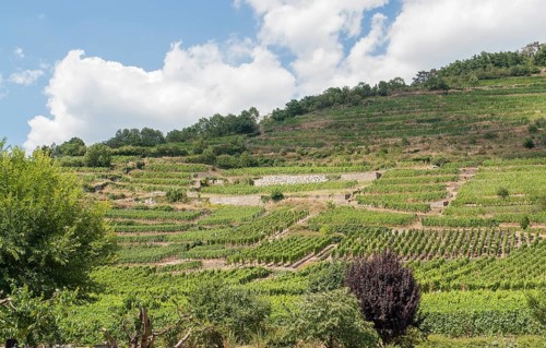 Vineyards around Kaysersberg in Alsace, france