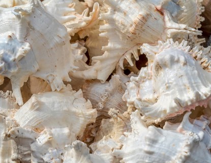 Full frame shot showing lots of marine white snail shells