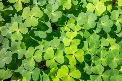 Sunny illuminated green clover leaves