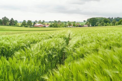 Stormy agricultural springtime scenery with grainfield around a small village in Hohenlohe, a
