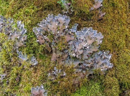 Closeup shot of a lichen species named Peltigera praetextata