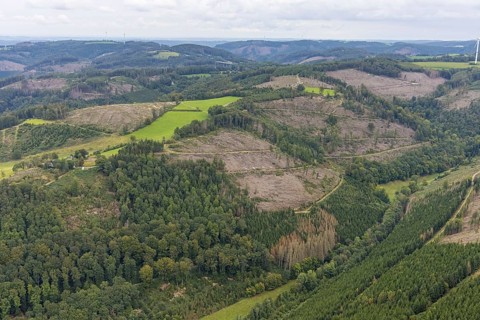 Aerial photograph, forest area with forest damage in the Rummenohl district of Hagen, Ruhr area,