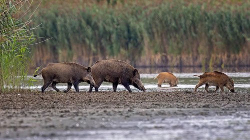 Wild boar (Sus scrofa), hunter's term for wild boar, black boar, blackbuck, brook, herd, overrun,