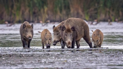 Wild boar (Sus scrofa), hunter's term for wild boar, black boar, blackbuck, brook, herd, overrun,