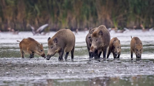 Wild boar (Sus scrofa), hunter's term for wild boar, black boar, blackbuck, brook, herd, overrun,