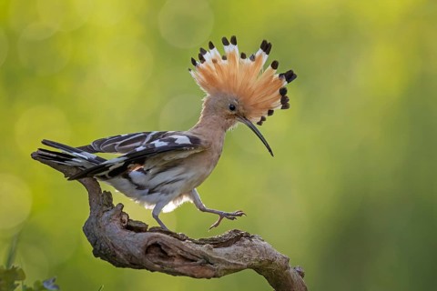 Hoopoe (Upupa epops) Bird of the Year 2022, male on perching branch, foraging, raised canopy,
