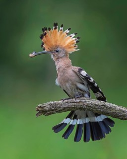 Hoopoe (Upupa epops) Bird of the Year 2022, male with food, prey, foraging, food for the young