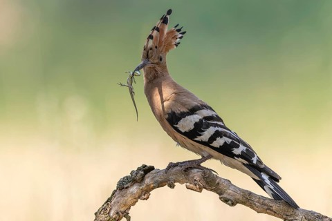 Hoopoe (Upupa epops) Bird of the Year 2022, male with food, sand lizard as prey, foraging, food for