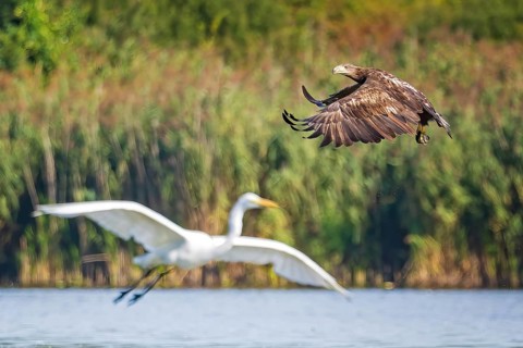 White-tailed eagle (Haliaeetus albicilla) young bird hunting, lake landscape, prey, hunting,