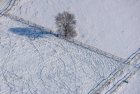 Aerial view, snow-covered meadow with single tree, fences, tracks in the snow, winter, centre,