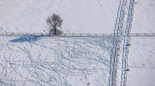 Aerial view, snow-covered meadow with single tree, fences, tracks in the snow, winter, centre,