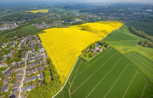 Aerial view, rape fields Heidestraße corner Dümgesweg, Leubeck, Heiligenhaus, Ruhr area, North