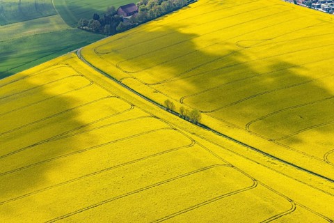 Aerial view, rape fields Heidestraße corner Dümgesweg, Leubeck, Heiligenhaus, Ruhr area, North