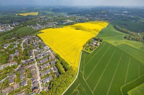 Aerial view, rape fields Heidestraße corner Dümgesweg, Leubeck, Heiligenhaus, Ruhr area, North