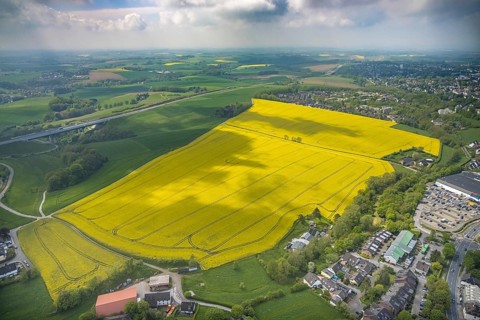 Aerial view, rape fields Heidestraße corner Dümgesweg, Leubeck, Heiligenhaus, Ruhr area, North