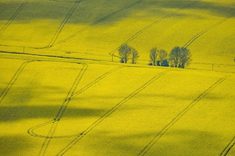 Aerial view, rape fields Heidestraße corner Dümgesweg, Leubeck, Heiligenhaus, Ruhr area, North