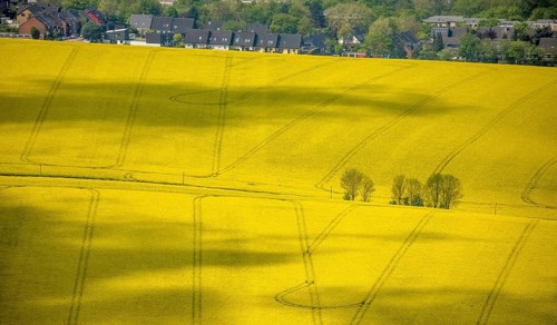 Aerial view, rape fields Heidestraße corner Dümgesweg, Leubeck, Heiligenhaus, Ruhr area, North