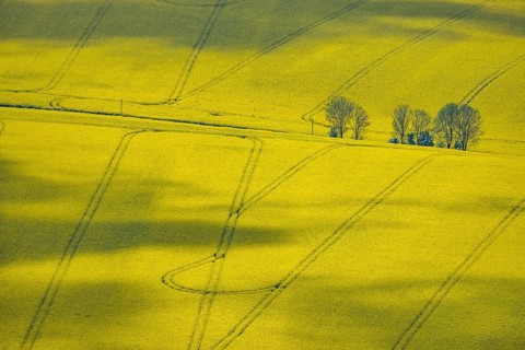 Aerial view, rape fields Heidestraße corner Dümgesweg, Leubeck, Heiligenhaus, Ruhr area, North