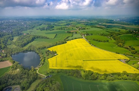 Aerial view, rape fields at Abtskücher pond, Hetterscheidt, Heiligenhaus, Ruhr area, North