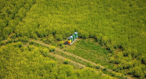 Aerial view, Colourful beehive in rape field Zur Hansheide, Flandersbach, Wülfrath, Ruhr area,