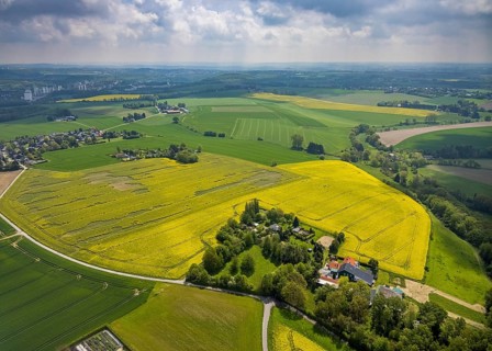 Aerial view, rape fields Zwingenberger Weg, Flandersbach, Wülfrath, Ruhr area, North