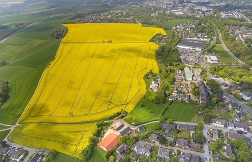 Aerial view, rape fields Heidestraße corner Dümgesweg, Leubeck, Heiligenhaus, Ruhr area, North