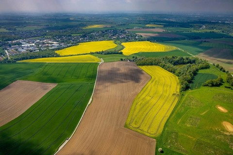 Aerial view, rape fields Schnepperstraße, Heiligenhaus, Ruhr area, North Rhine-Westphalia, Germany,