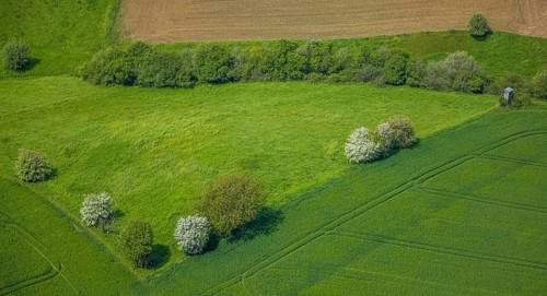 Aerial view, trees in a meadow, Leubeck, Heiligenhaus, Ruhr area, North Rhine-Westphalia, Germany,