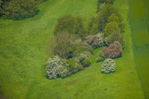 Aerial view, trees in a meadow, Leubeck, Heiligenhaus, Ruhr area, North Rhine-Westphalia, Germany,