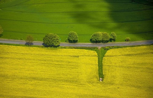 Aerial view, row of trees and rape field at Losenburger Straße, Hetterscheidt, Heiligenhaus, Ruhr