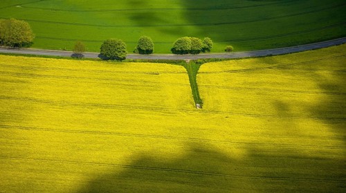 Aerial view, row of trees and rape field at Losenburger Straße, Hetterscheidt, Heiligenhaus, Ruhr