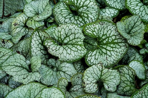 Brunnera macrophylla, also known as Siberian bugloss, great forget-me-not, largeleaf brunnera,