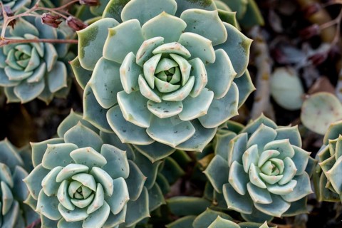 Echeveria harmsii, family Crassulaceae