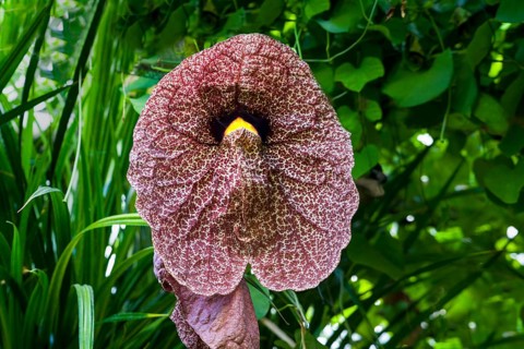 Aristolochia littoralis flower, calico flower or elegant Dutchman's pipe, a species of evergreen